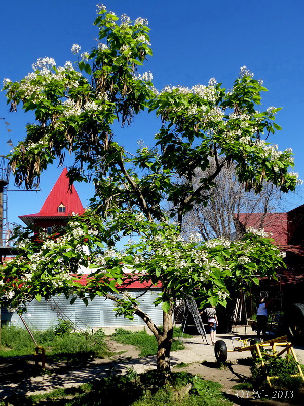 Изображение особи Catalpa speciosa.