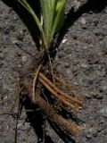 Cirsium pannonicum