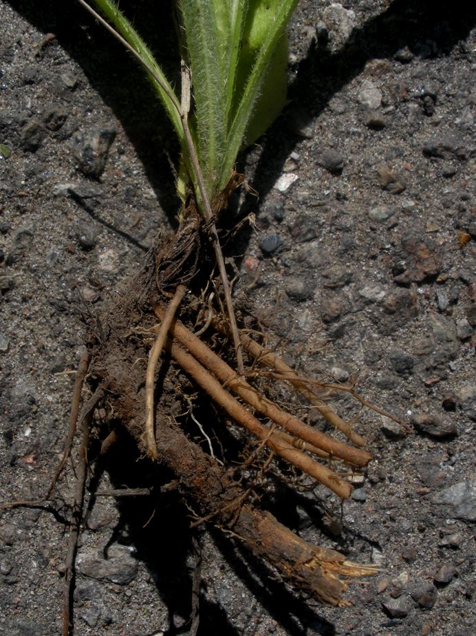 Image of Cirsium pannonicum specimen.