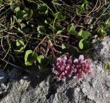 Trifolium pallescens