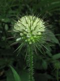 Dipsacus strigosus