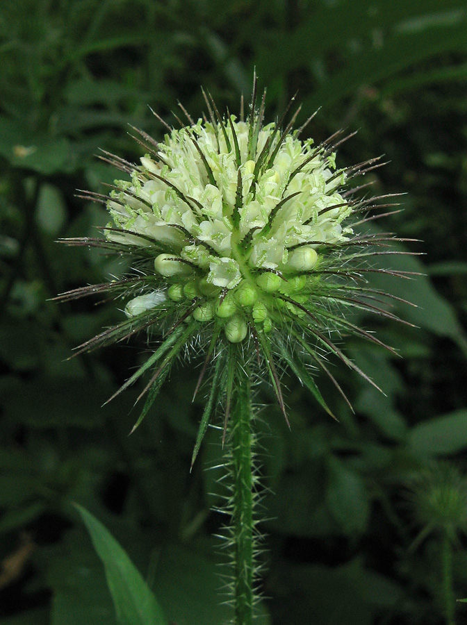 Image of Dipsacus strigosus specimen.