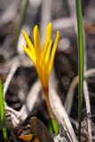 Colchicum luteum. Цветок. Южный Казахстан, Таласский Алатау, ущ. Кши-Каинды. 12.04.2013.