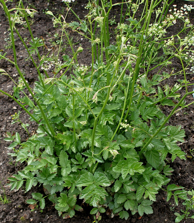 Image of Pimpinella major specimen.