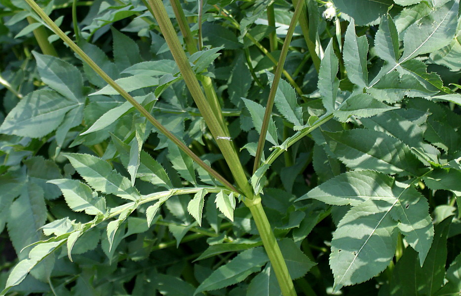 Изображение особи род Cephalaria.