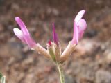Astragalus petraeus