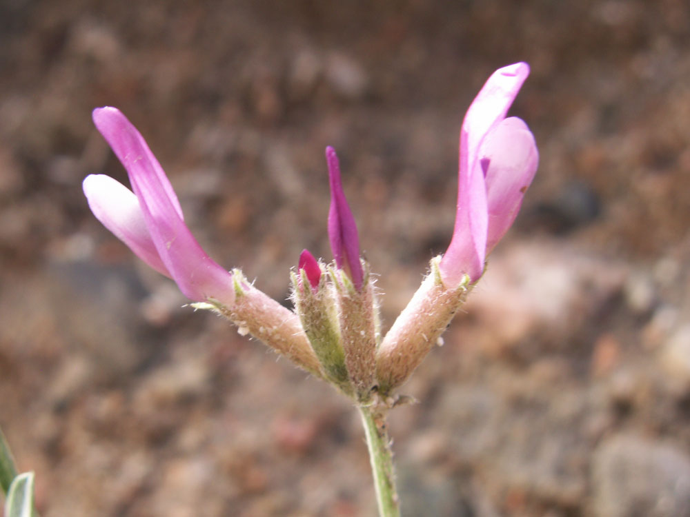 Изображение особи Astragalus petraeus.