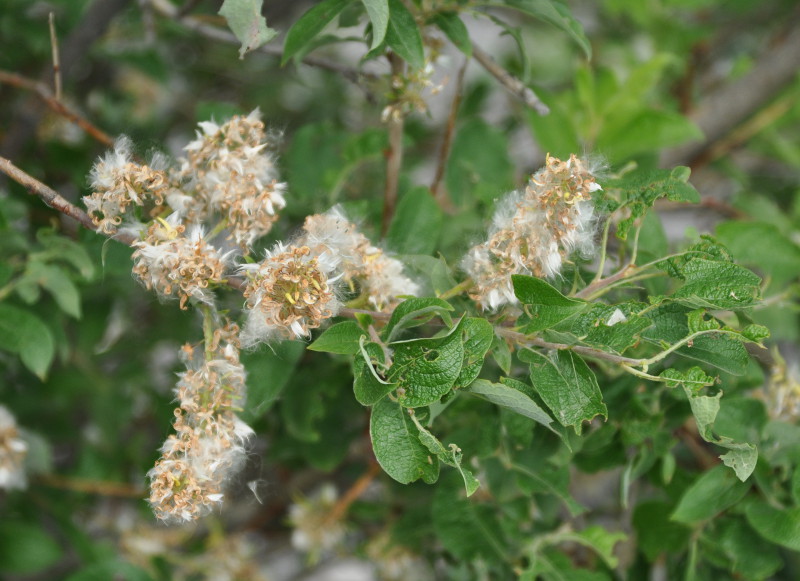 Image of genus Salix specimen.