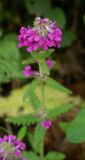 Pedicularis spicata. Верхушка цветущего растения. Приморский край, окр. г. Находка, обочина дороги. 08.09.2013.