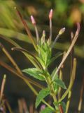 Epilobium tetragonum