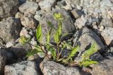 Rorippa palustris
