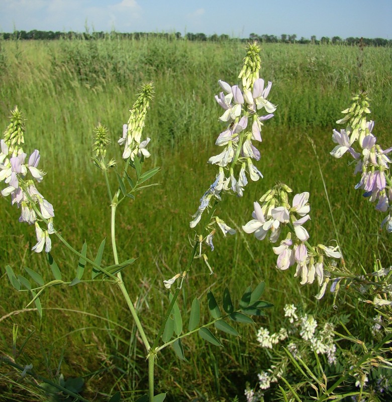 Image of Galega officinalis specimen.