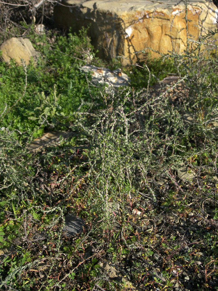 Image of Sedobassia sedoides specimen.