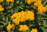Inula germanica