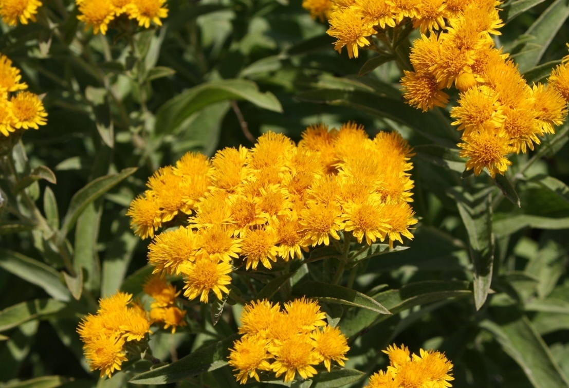 Изображение особи Inula germanica.