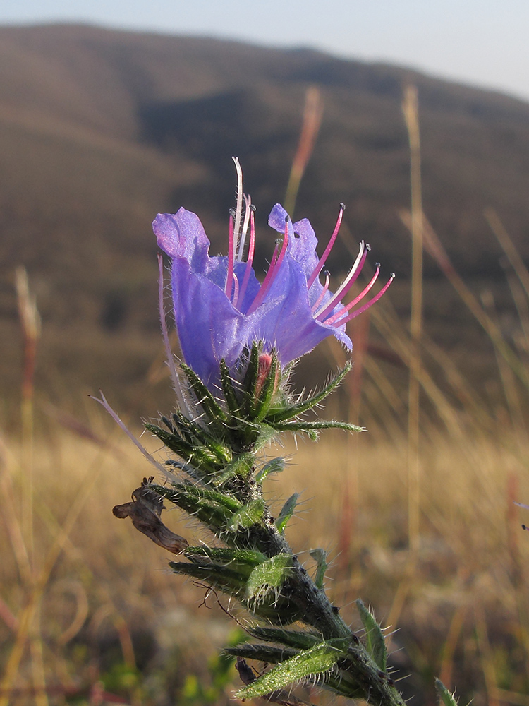 Изображение особи Echium vulgare.