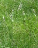 Eriophorum angustifolium. Плодоносящие растения. Иркутская обл., окр. пос. Большая Речка, влажный луг. 19.07.2013.