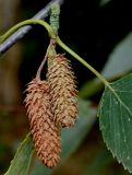 Betula variety jacquemontii