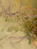 Image of taxon representative. Author is Дмитрий Орешкин