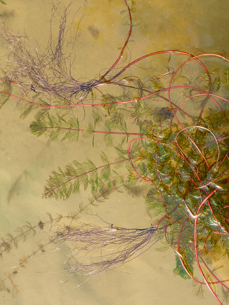 Image of Myriophyllum sibiricum specimen.