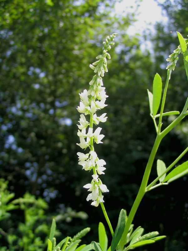 Изображение особи Melilotus albus.