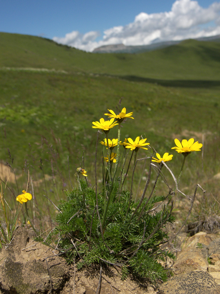 Изображение особи Anthemis sosnovskyana.