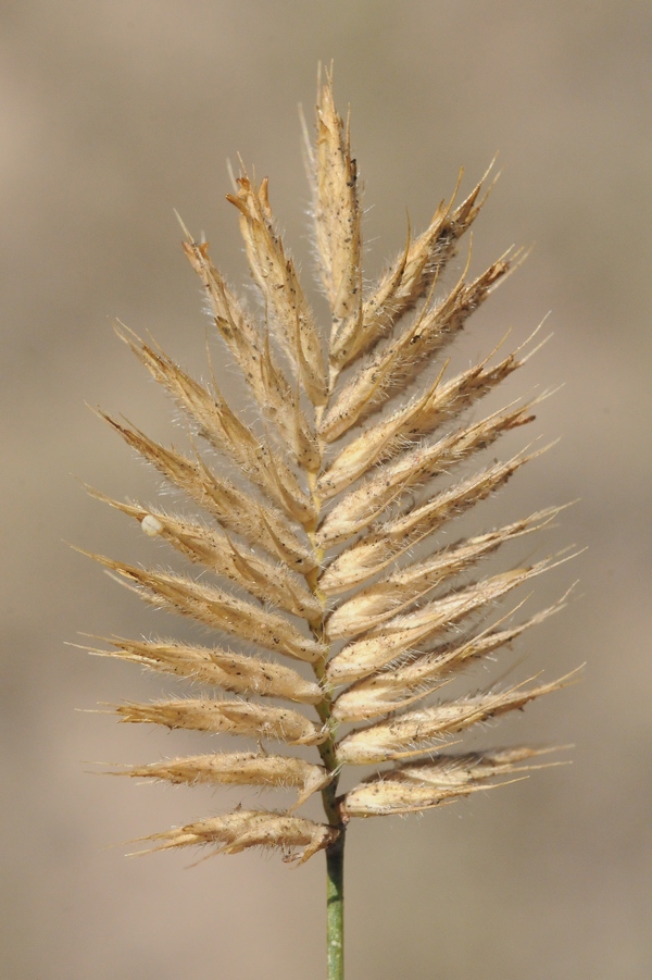 Image of Agropyron cristatum specimen.