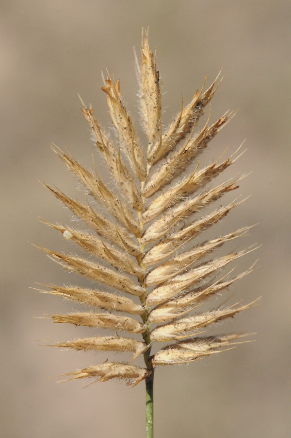 Изображение особи Agropyron cristatum.