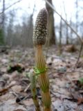 Equisetum sylvaticum. Верхушка молодого спороносного побега. Тверская обл., Кимрский р-н. 04.05.2011.