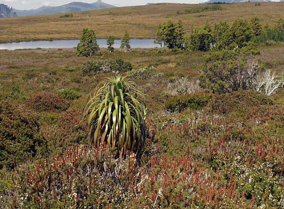 Изображение особи Dracophyllum pandanifolium.