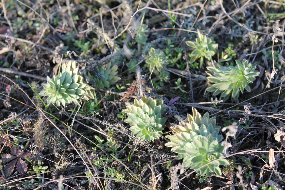 Изображение особи Linum hirsutum.