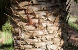 Araucaria araucana. Средняя часть ствола. Германия, г. Дюссельдорф, Ботанический сад университета. 02.03.2014.