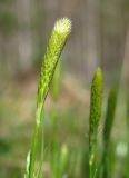 Carex michelii