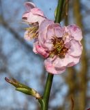 Prunus mume. Цветки и молодой побег на однолетней ветке. Германия, г. Дюссельдорф, Ботанический сад университета. 13.03.2014.