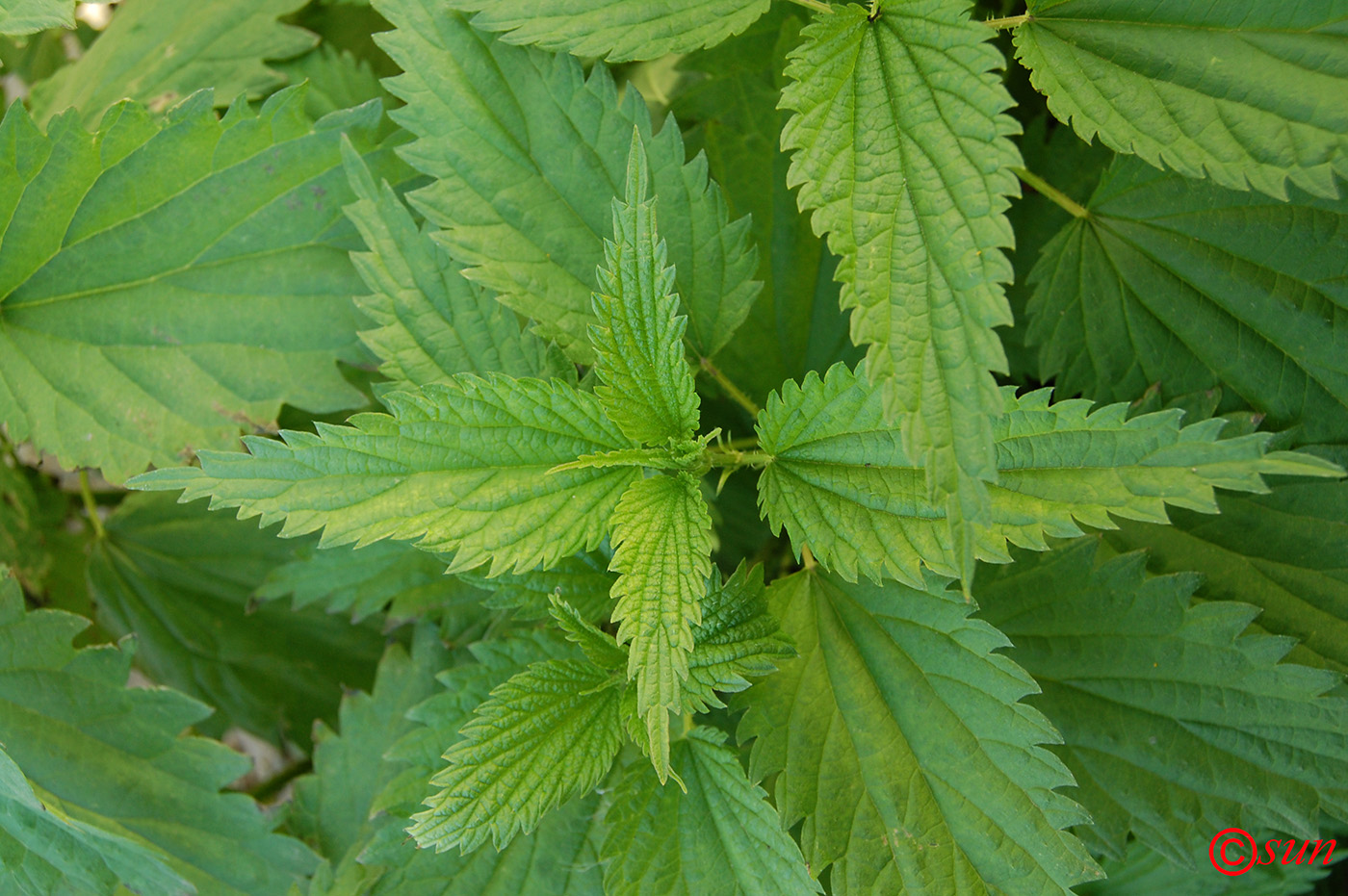 Image of Urtica dioica specimen.