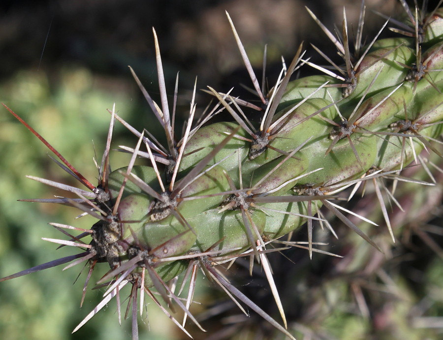 Image of genus Cylindropuntia specimen.