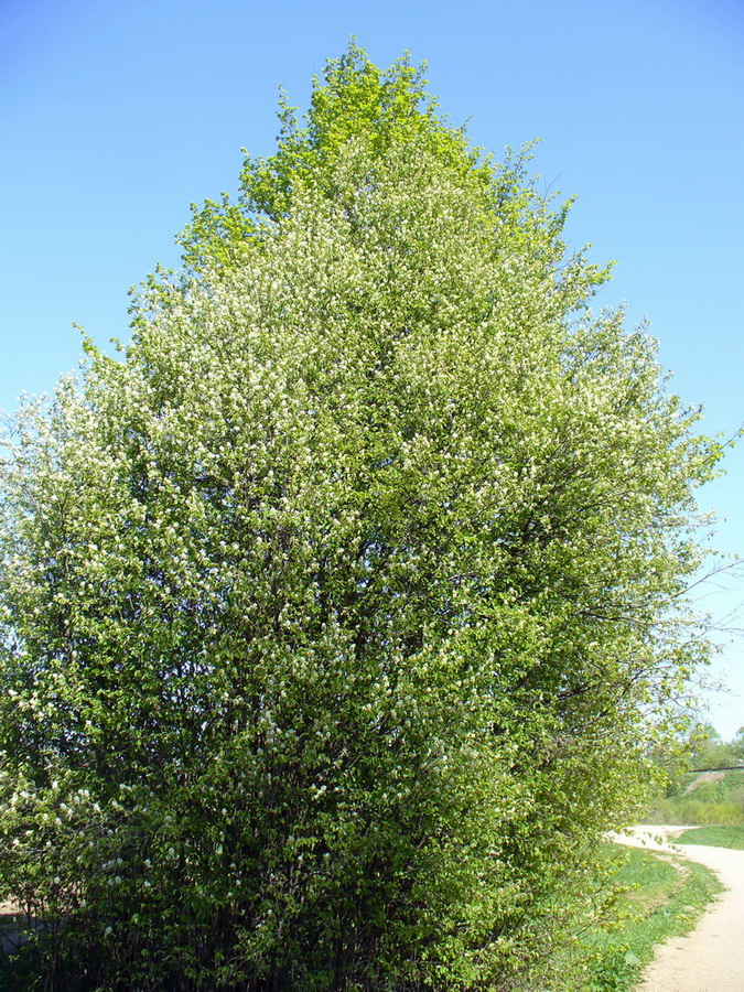 Image of Amelanchier spicata specimen.