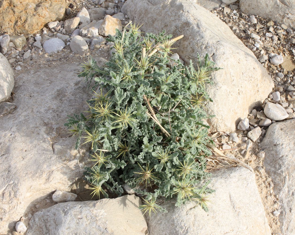 Image of Centaurea aegyptiaca specimen.