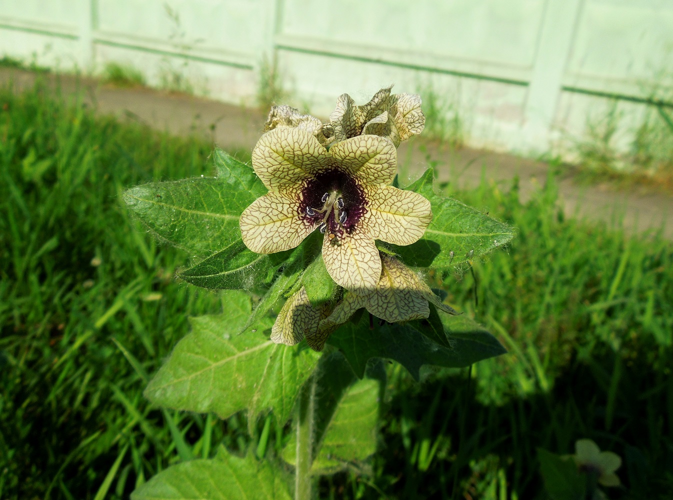 Изображение особи Hyoscyamus niger.