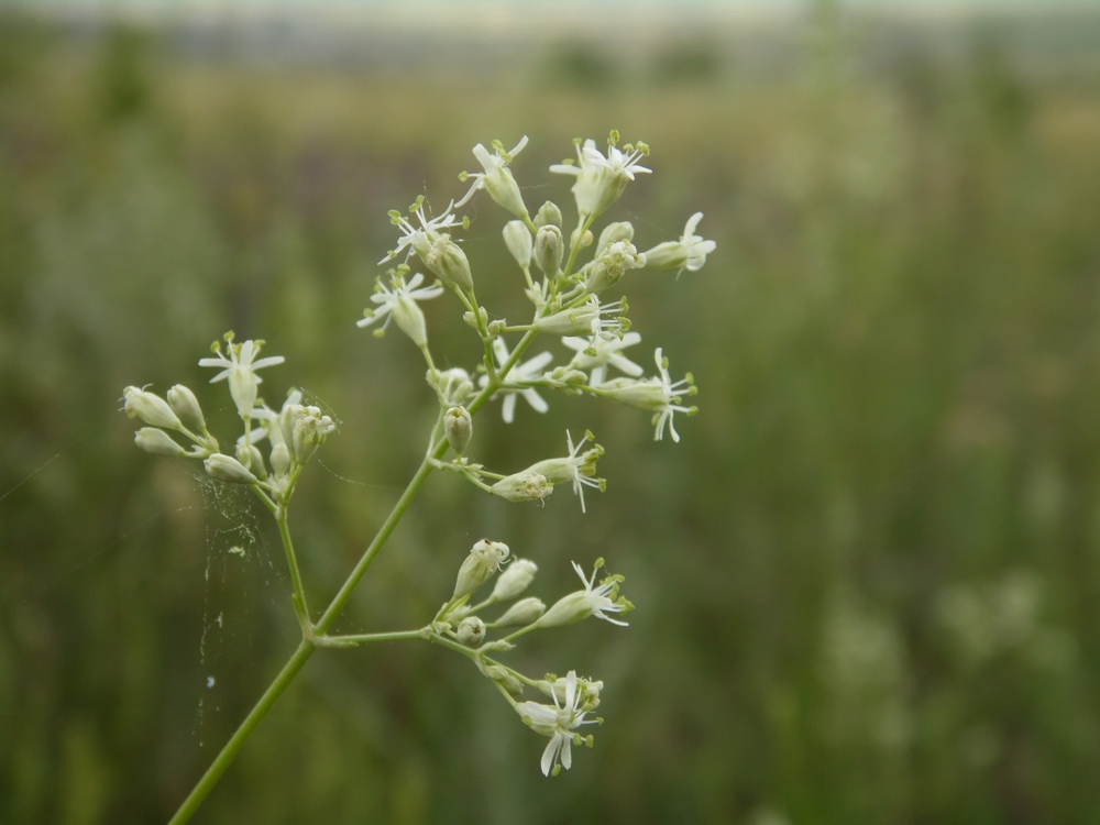 Изображение особи Silene wolgensis.