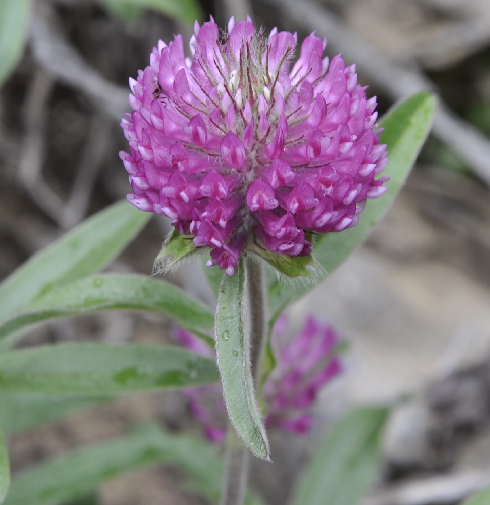 Изображение особи Trifolium alpestre.