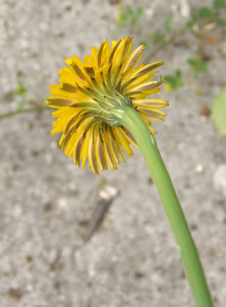 Image of Hypochaeris radicata specimen.