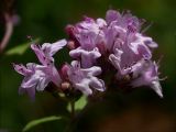 Origanum vulgare. Цветы (диаметр отдельных венчиков 6 мм). Киев, поляна в Святошинском лесу. 16 июля 2009 г.