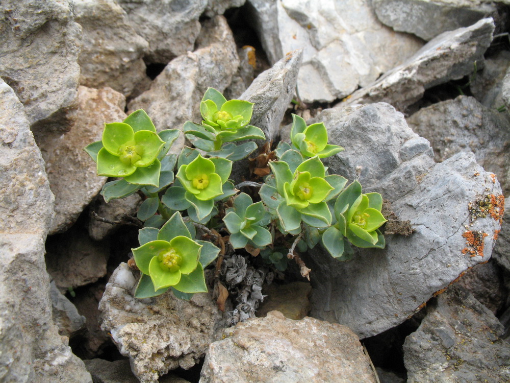 Изображение особи Euphorbia humilis.