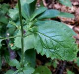 Drymosiphon grandiflorus