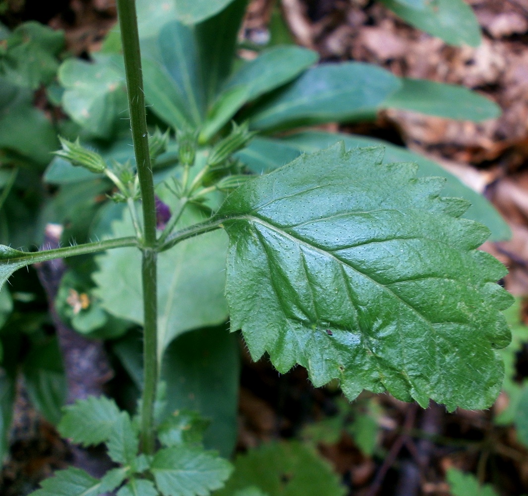 Image of Drymosiphon grandiflorus specimen.