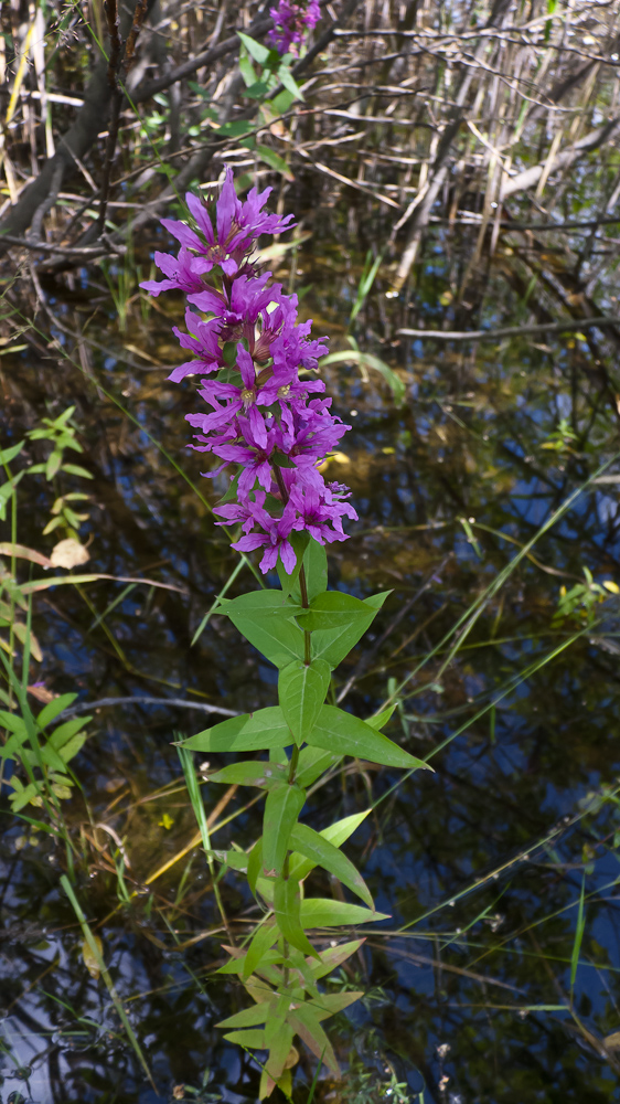 Image of Lythrum intermedium specimen.