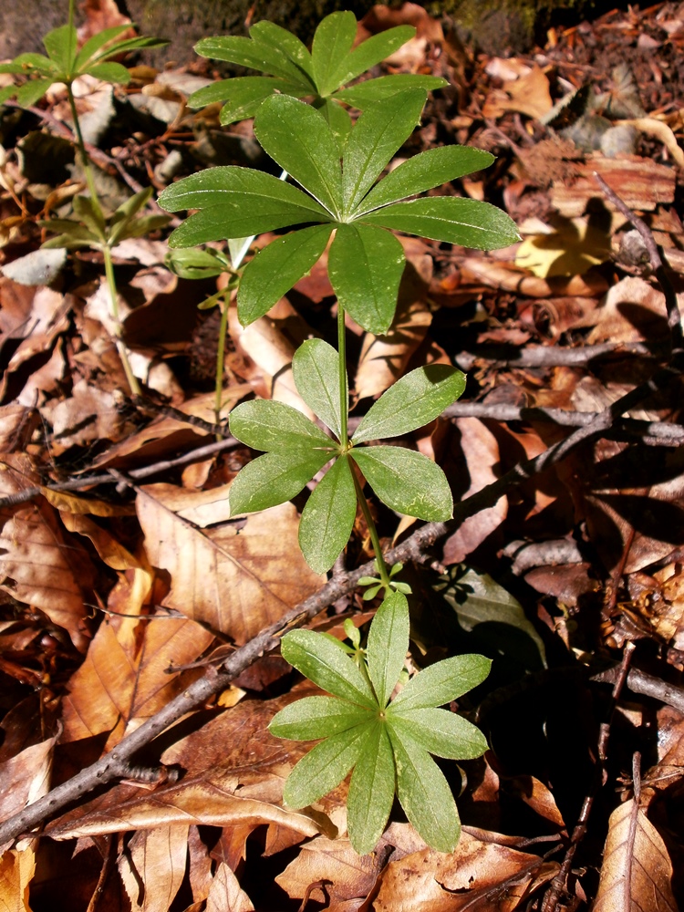 Изображение особи Galium odoratum.