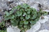 Cymbalaria muralis. Цветущее растение. Черногория, Которский муниципалитет, окр. г. Котор. 16.07.2014.