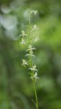 Platanthera chlorantha